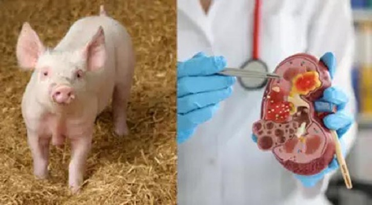 Pig Embryos