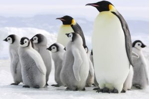 Emperor Penguins'