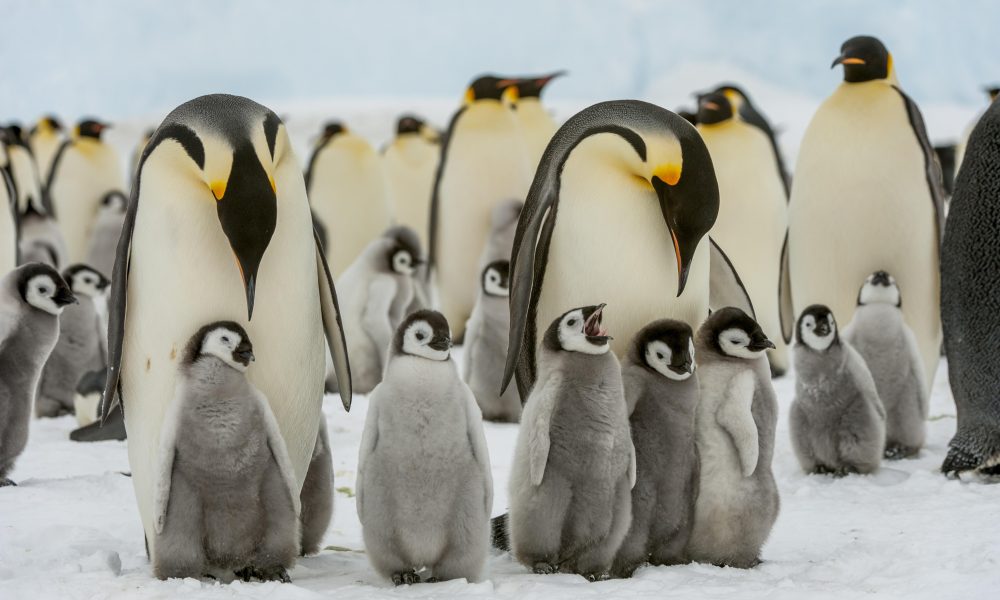 Emperor Penguins'