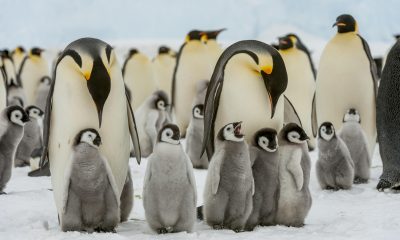 Emperor Penguins'