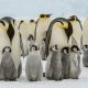 Emperor Penguins'