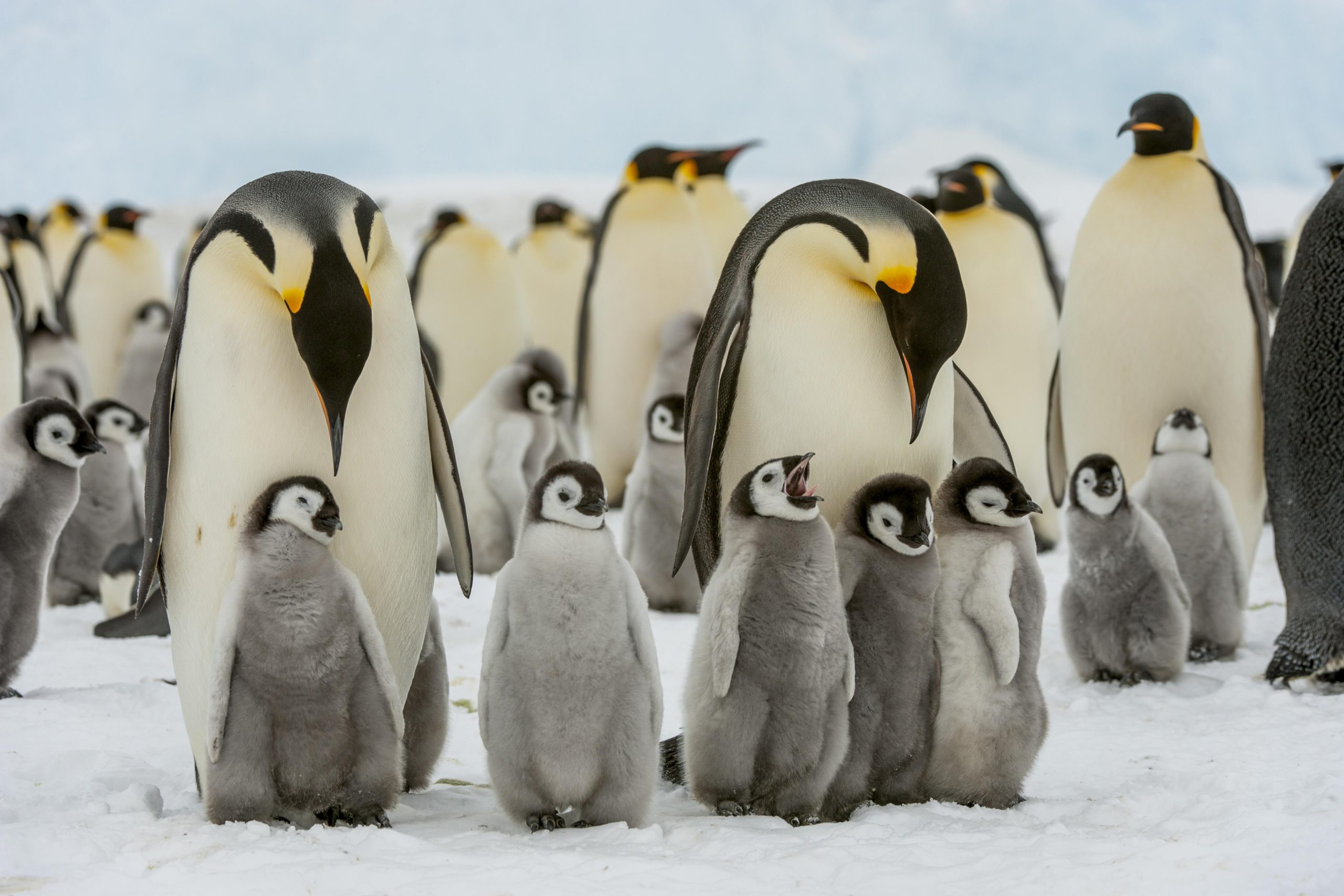 Emperor Penguins'