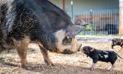 Ear Infection in Pigs