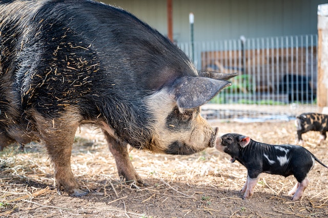 Ear Infection in Pigs