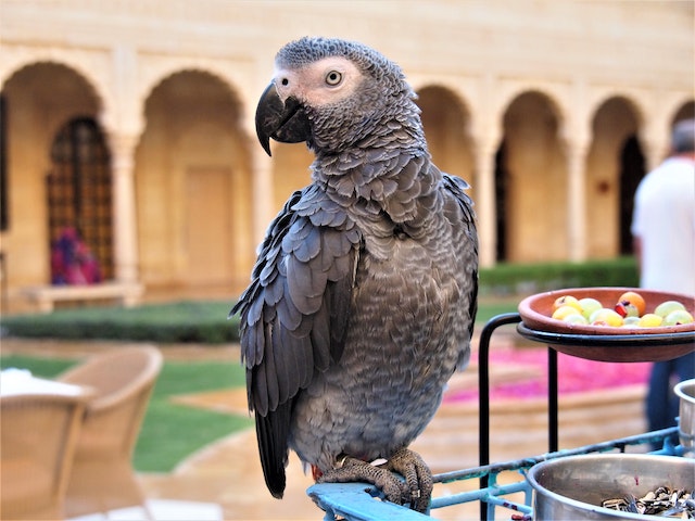 Talkative Birds