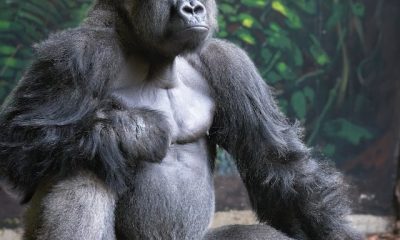 Gorilla