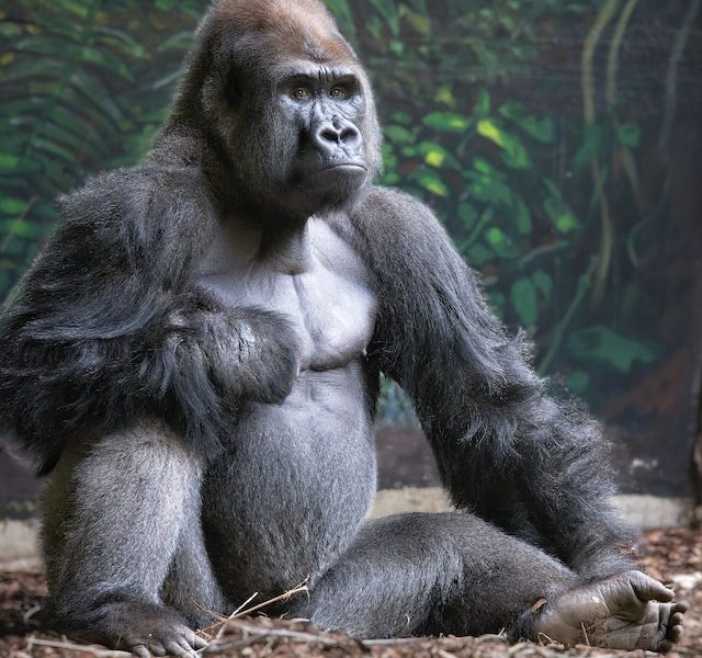 Gorilla