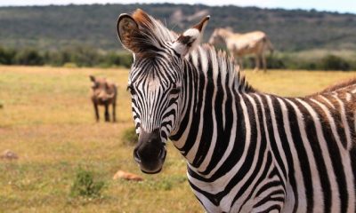 Zebra