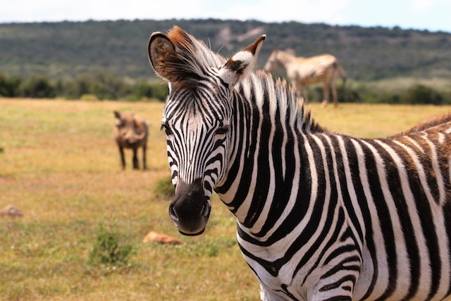 Zebra