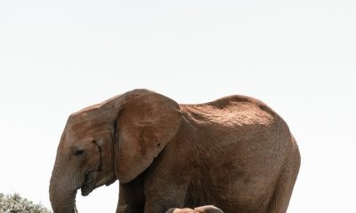 Elephants