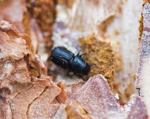 Bark Beetles