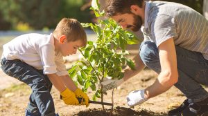 Plant Tree In Your Backyard