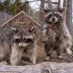 Raccoons