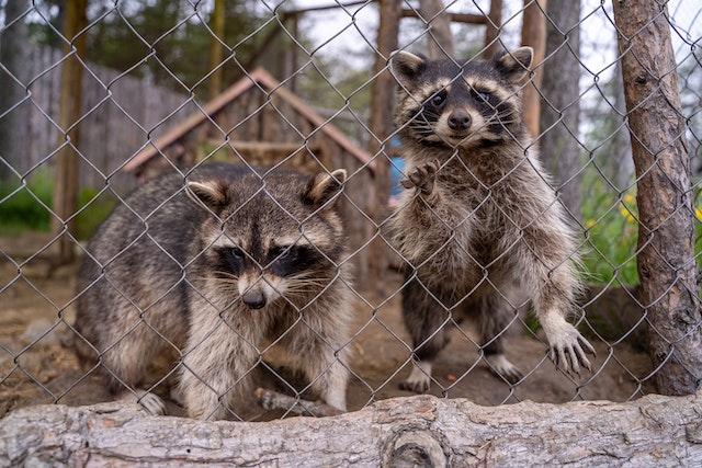 Raccoons