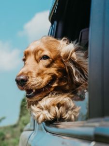 Traveling with dog