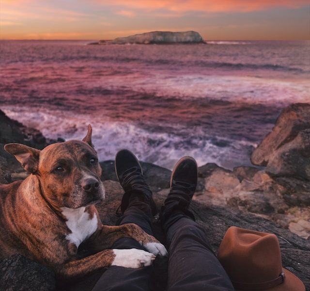 Traveling with dog