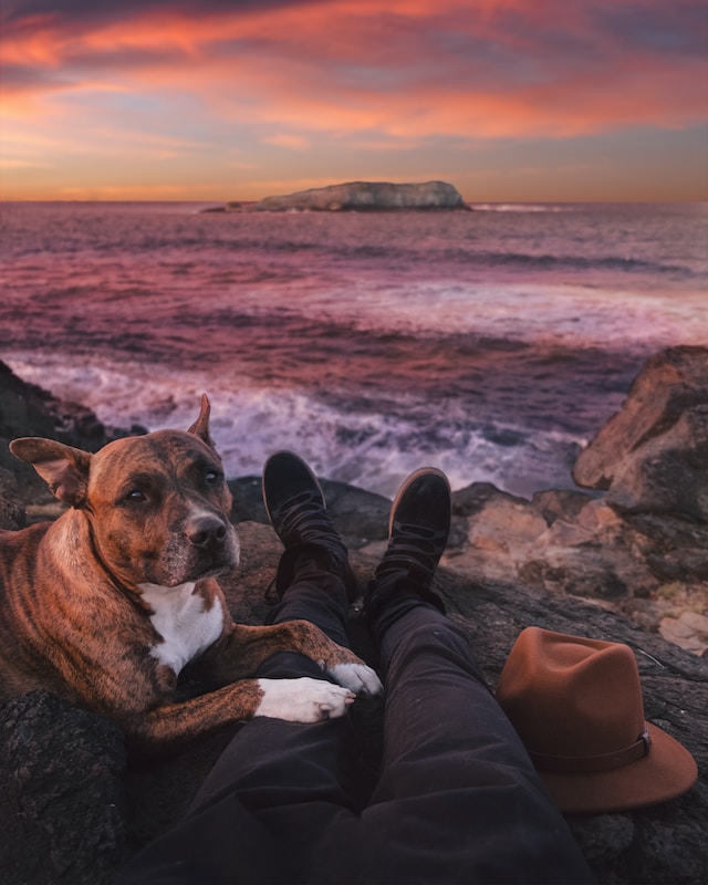 Traveling with dog