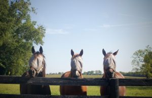 Agriculture and Pets