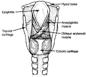  Larynx