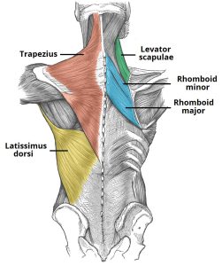 Managing Back Pain