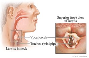  Larynx