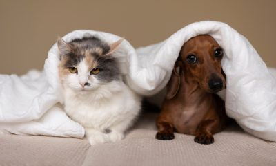 Touching Animal