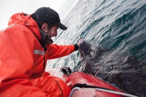 Greenland Shark