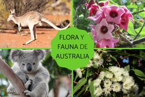 Australia's Fauna Extravaganza