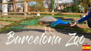 Barcelona Zoo Safari