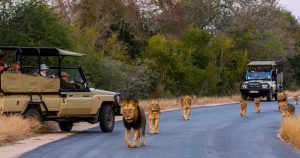 Central Safari Discovering Nature's Marvels in Cape Town