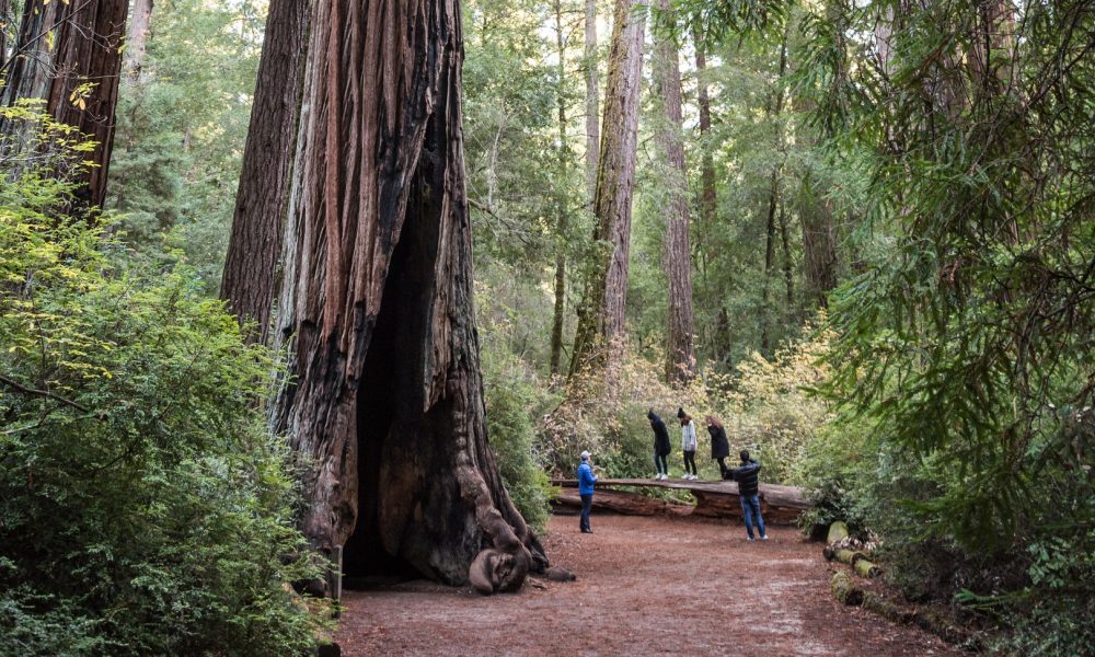 Magic of California's Redwood Wonderland for a Family Escape