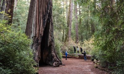 Magic of California's Redwood Wonderland for a Family Escape