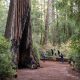Magic of California's Redwood Wonderland for a Family Escape