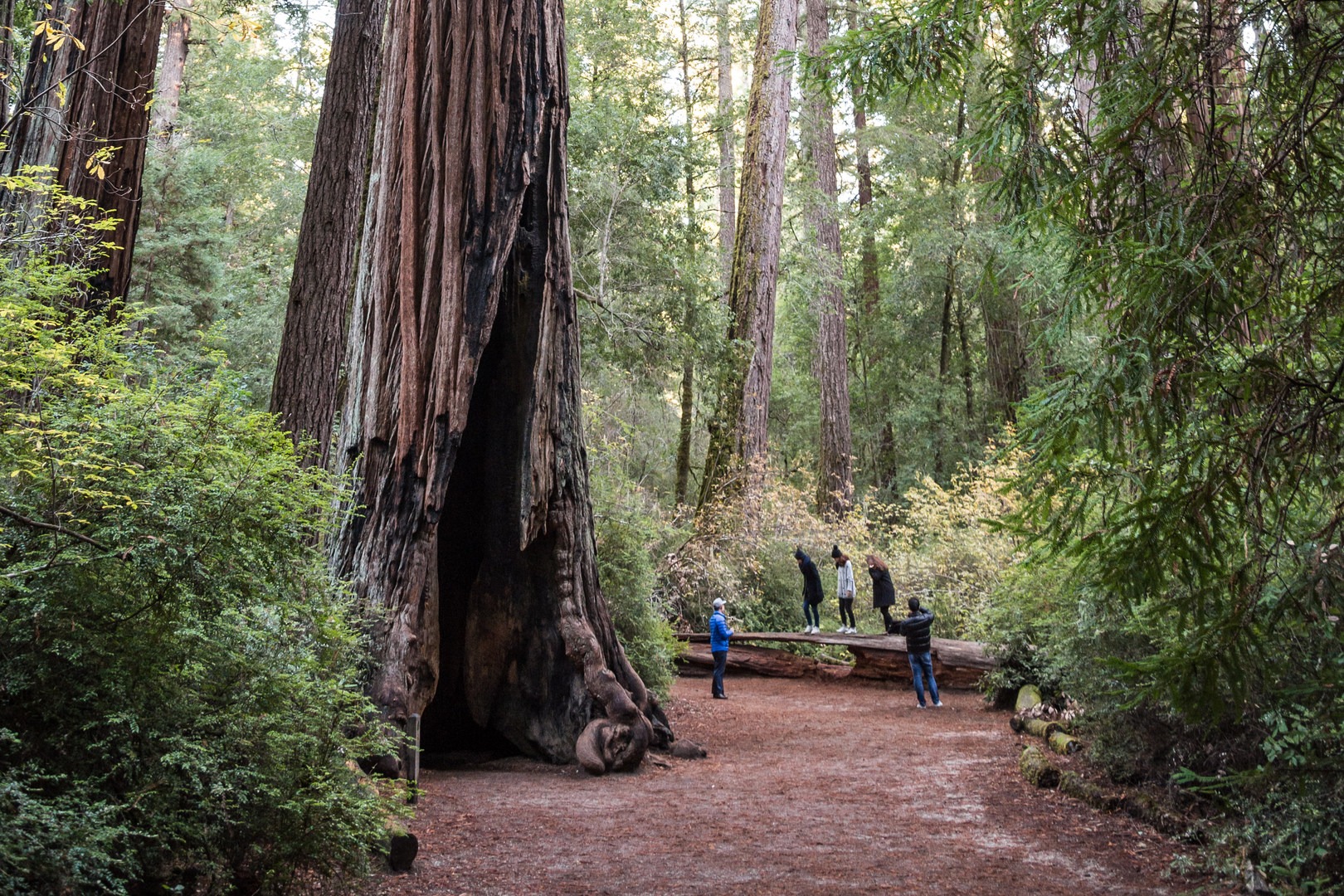 Magic of California's Redwood Wonderland for a Family Escape