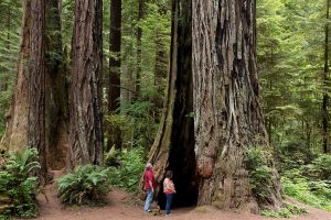 Magic of California's Redwood Wonderland for a Family Escape