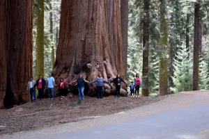 Magic of California's Redwood Wonderland for a Family Escape