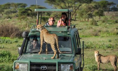 Mastering Unveiling the Magic of Family Bonding in Rwanda's Wilderness