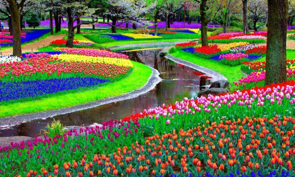 The Beauty of Keukenhof a Floral Paradise for Families