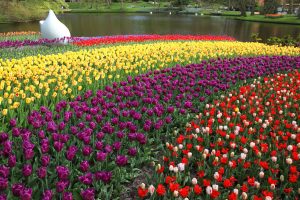 The Beauty of Keukenhof a Floral Paradise for Families