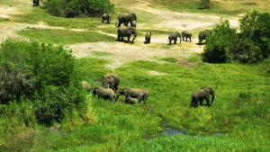 Unveiling the Magic of Family Bonding in Rwanda's Wilderness