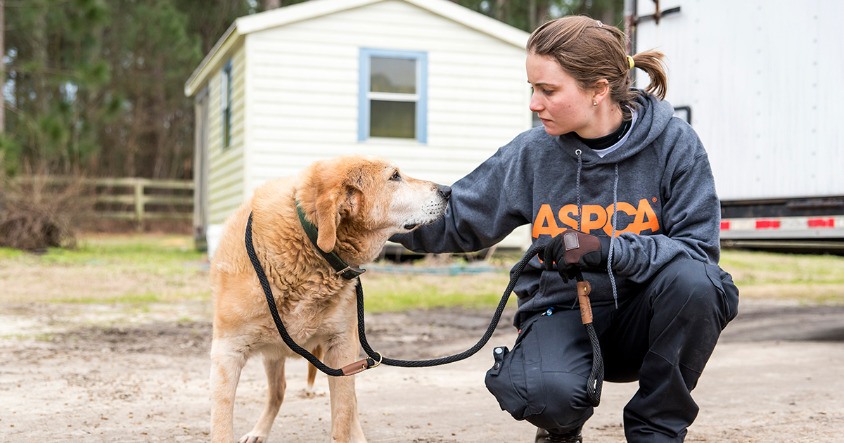 Animal Education and Rescue Bonding