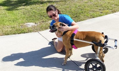 Evolution of Support for Disabled Animals