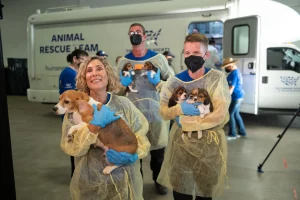 Animal Rescue with Knowledge and Skills