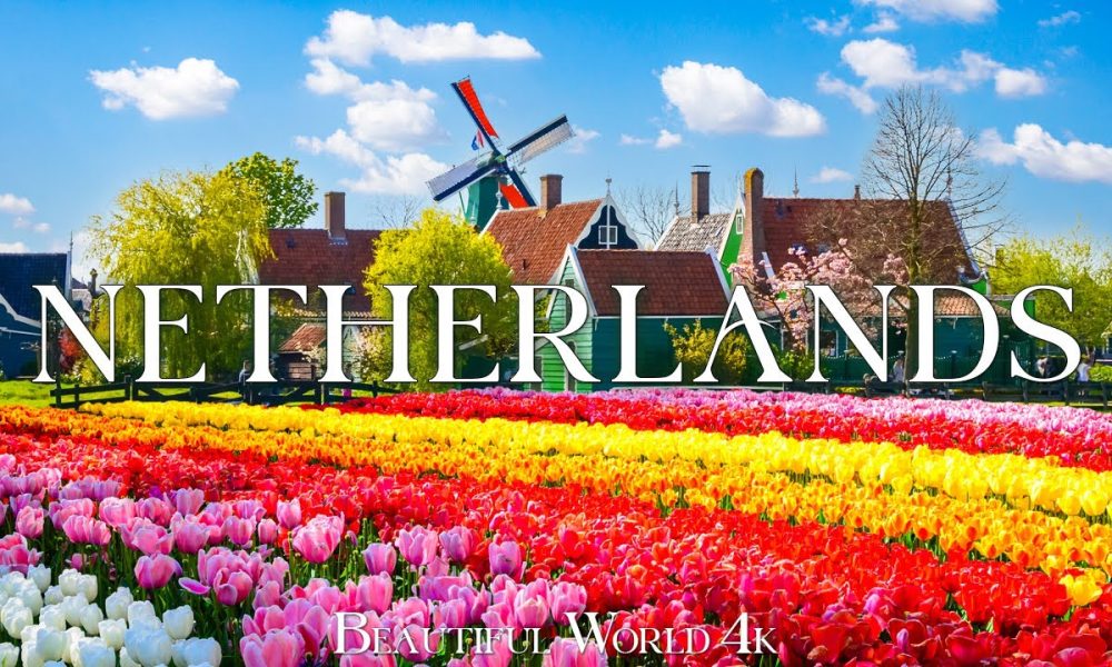 Tulips Family Bliss in the Netherlands