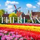 Tulips Family Bliss in the Netherlands