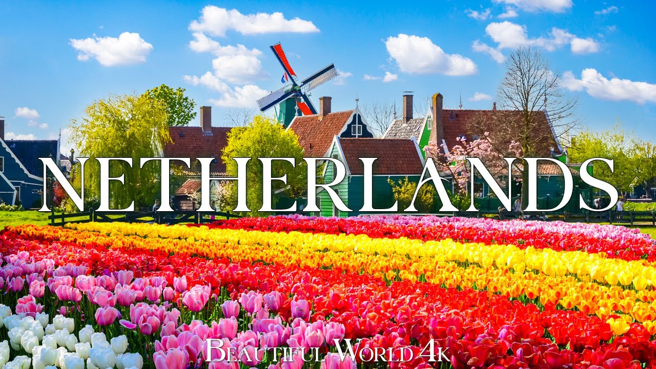 Tulips Family Bliss in the Netherlands