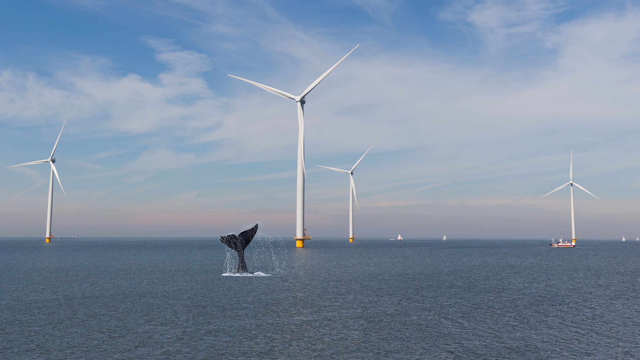 Can Right Whales And Wind Farms Safely Coexist?