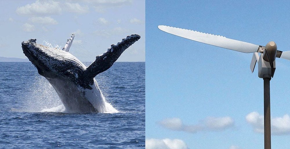 Can Right Whales And Wind Farms Safely Coexist?