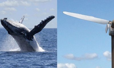 Can Right Whales And Wind Farms Safely Coexist?