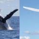 Can Right Whales And Wind Farms Safely Coexist?